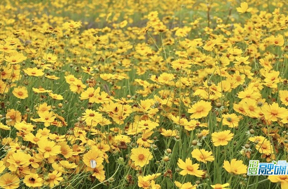 汨罗：1.2万平方米金鸡菊花海邀市民共赴生态之约