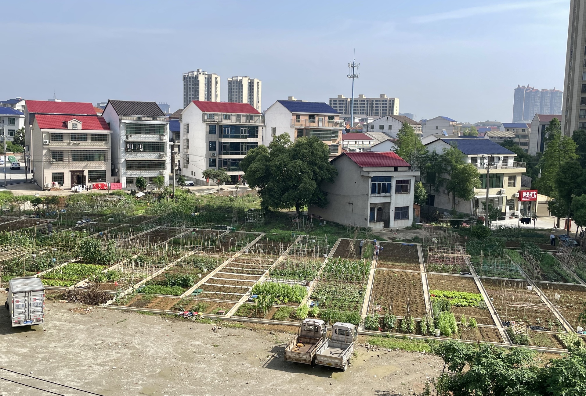 归义街道罗城社区：荒地焕新，种出绿色与增收