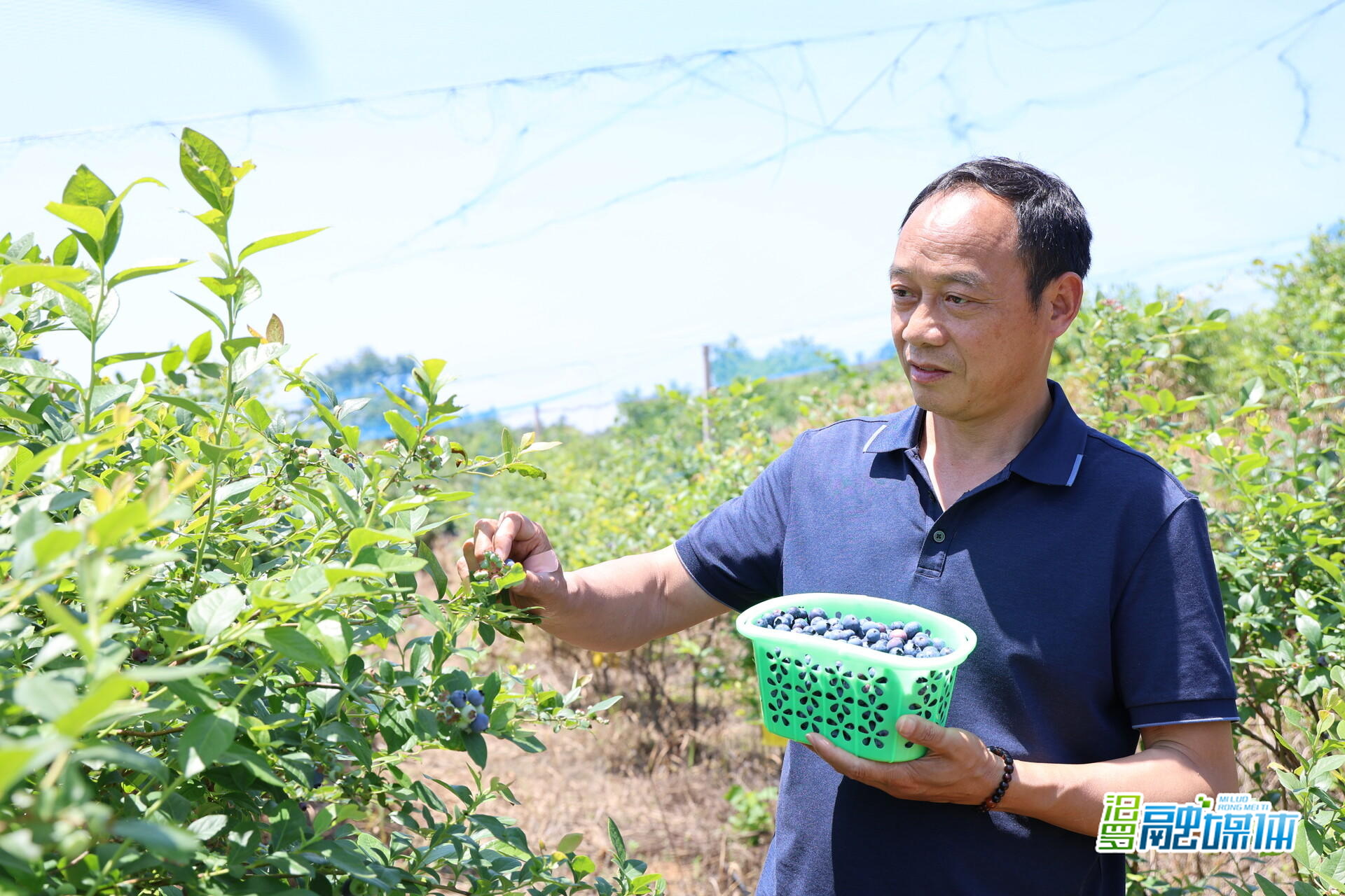 蓝莓缀满枝，快来邂逅白水西长的初夏甜蜜