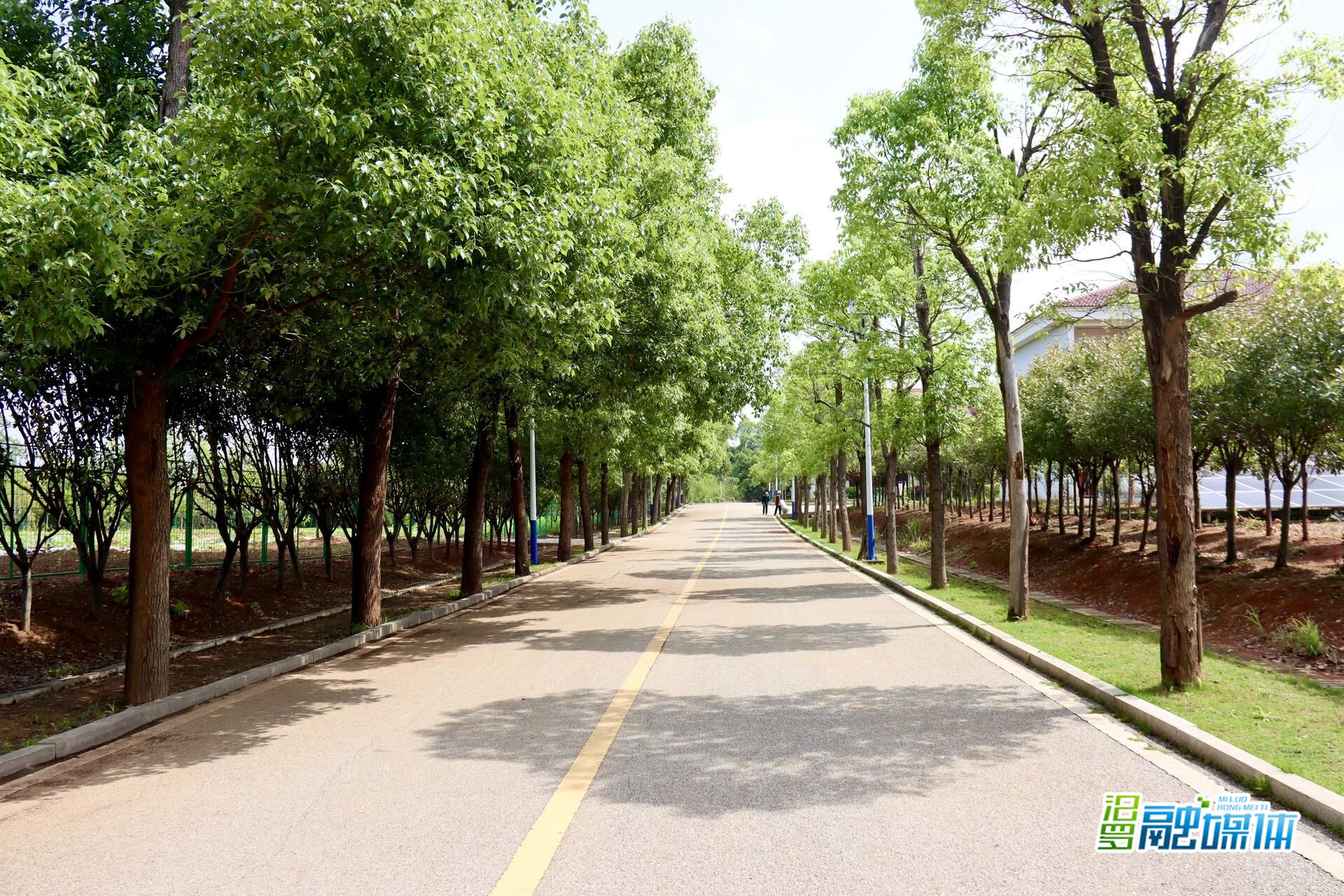 庭院经济“种”出养老新天地！汨罗市探索“以地养院”新模式