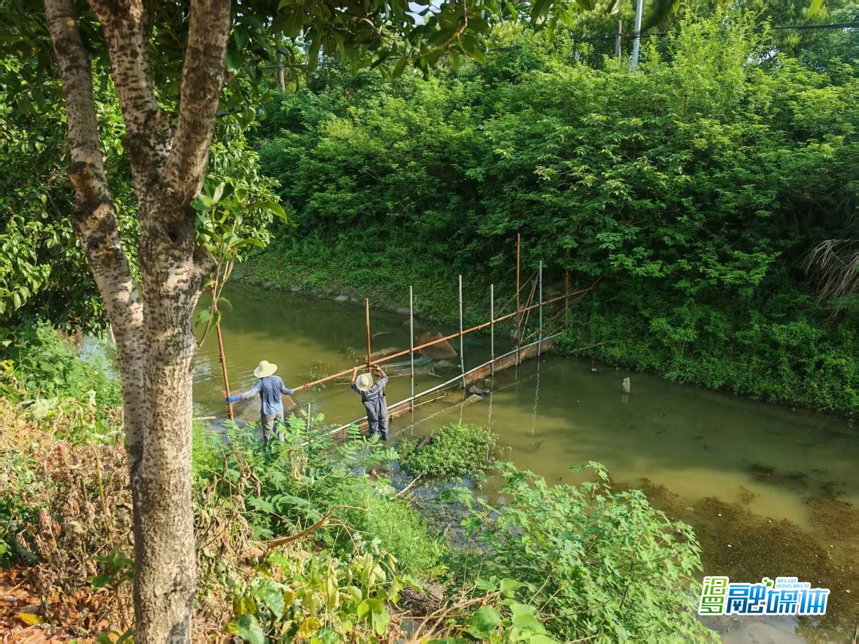 汨罗镇：铁腕整治“四乱” 河道焕新颜