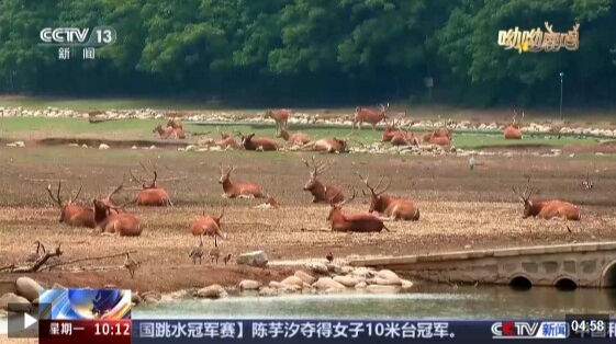 麋鹿回归中国40年 洞庭湖畔上演“鹿王争霸”