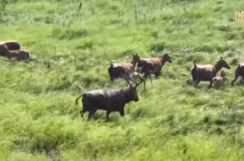 缠鹿角 涂泥巴 进入发情季的雄鹿这样“秀肌肉”
