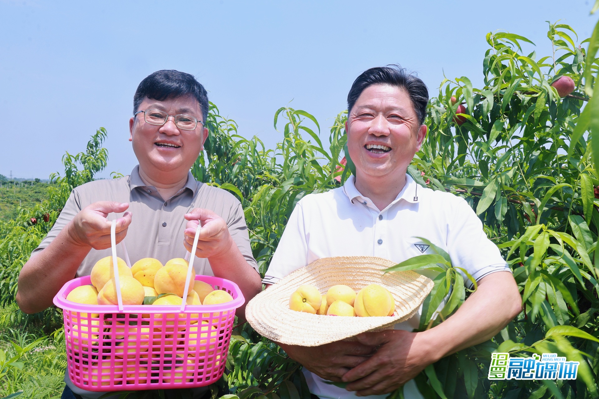 初夏第一口鲜！屈子祠镇金山村200亩黄桃开园采摘甜蜜上市