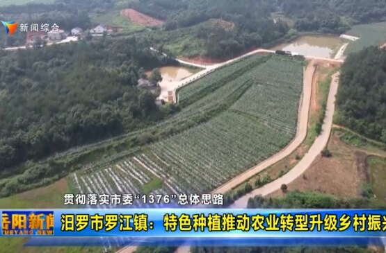 【智慧岳阳】【贯彻落实市委“1376”总体思路】汨罗市罗江镇：“看天吃饭”转“特色种植” 推动农业转型升级