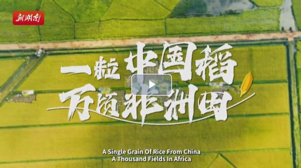 纪录片丨一粒中国稻，万顷非洲田