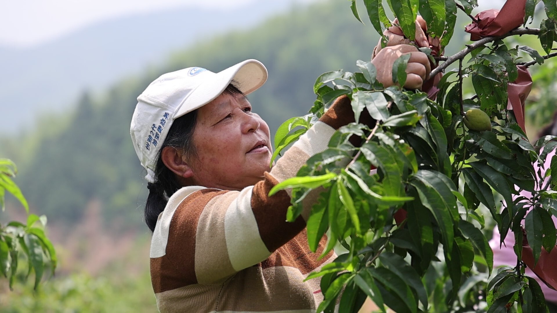 玉池山麓黄桃香！汨罗白鹤洞村高山黄桃进入套袋期8月上市