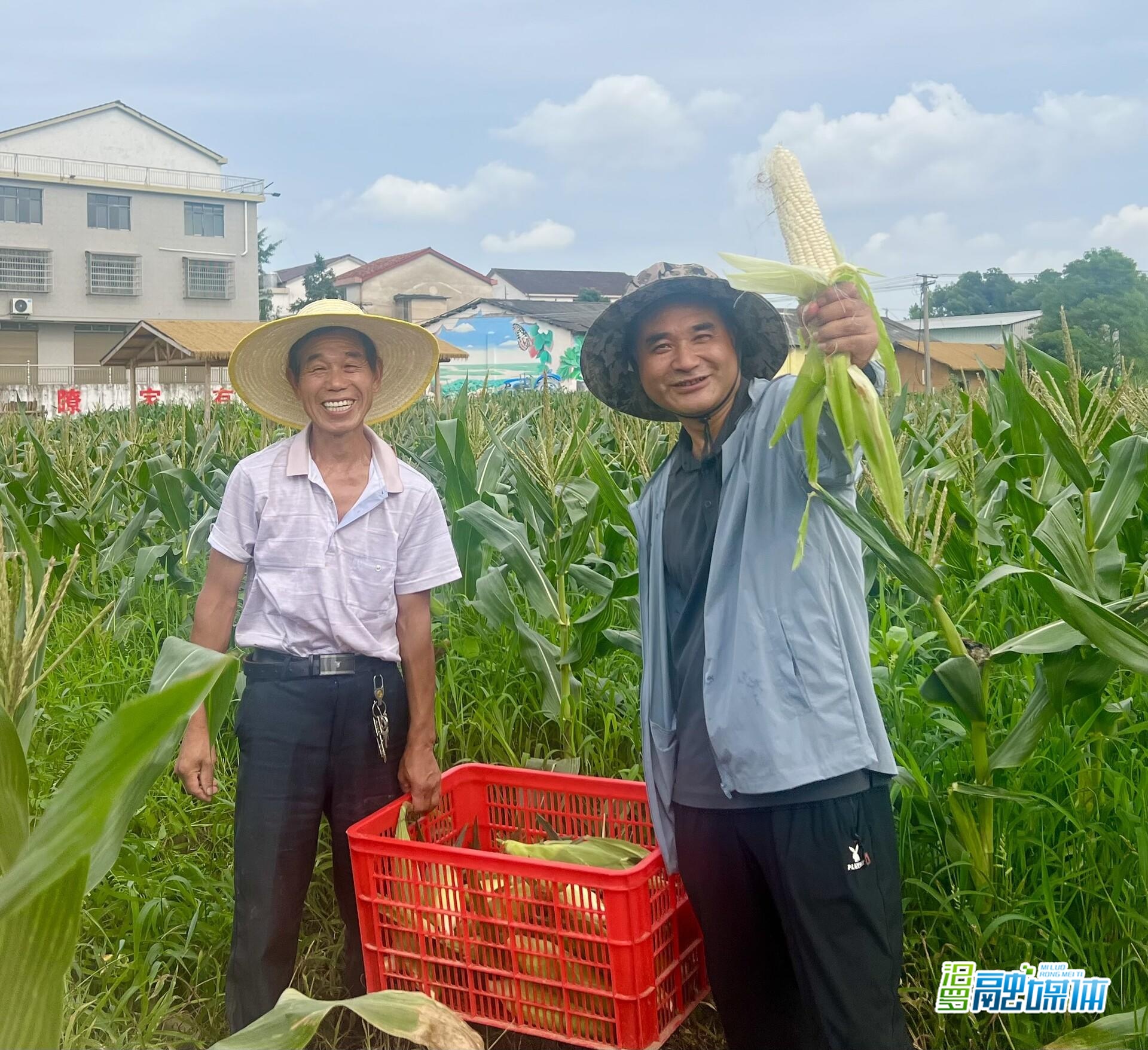 瞭家山社区共享趣菜园：每天最低2元即可当上农场主，体验丰收喜悦