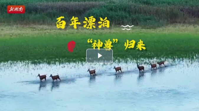 深度｜麋鹿回归中国四十载生态启示录：漂泊百年 “神兽”归来