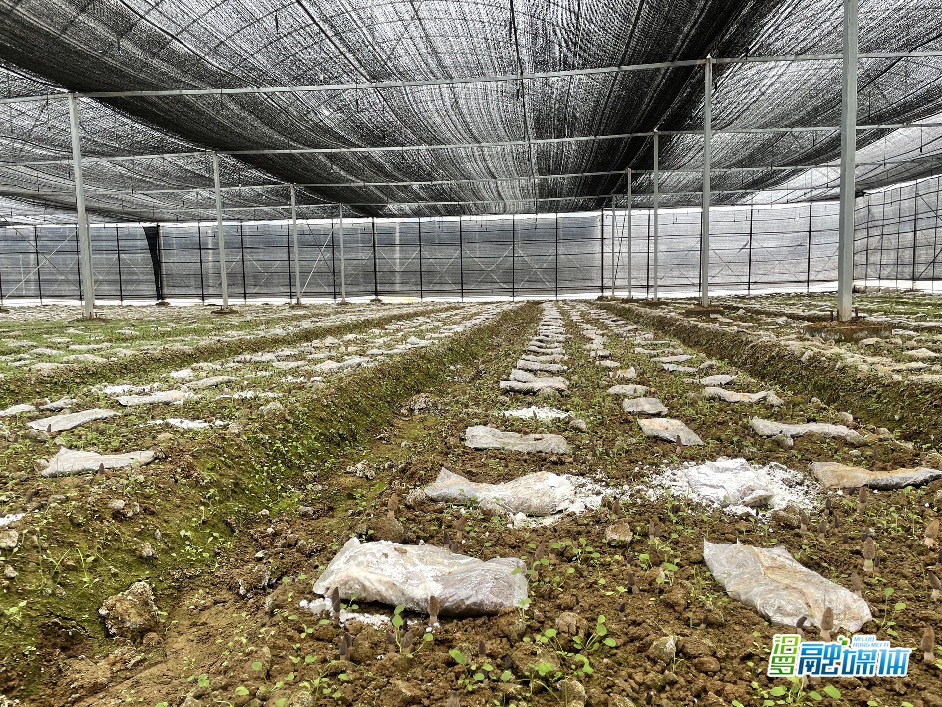 强降雨下食用菌如何防汛保产？管理技术全攻略来了