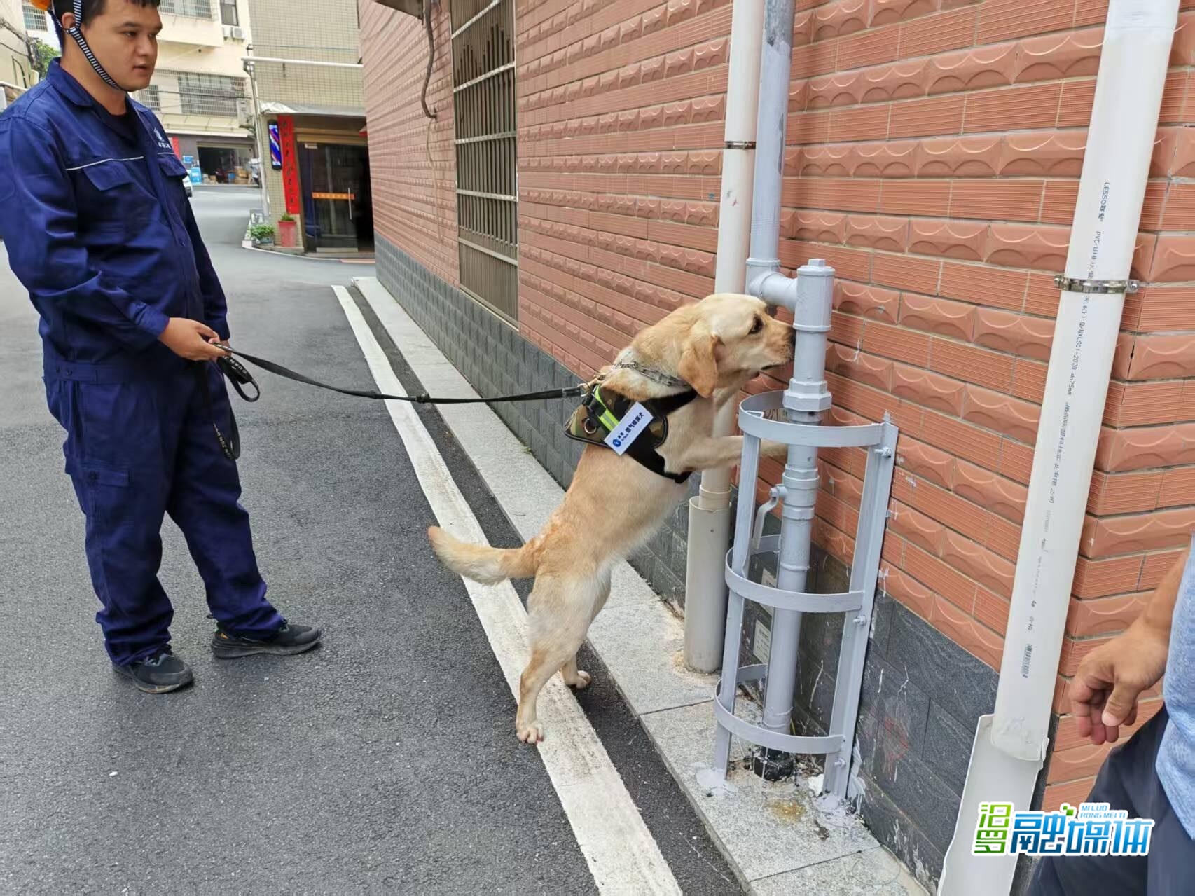 汨罗“车犬联动”排查燃气泄漏 专业嗅探犬“九月”显身手