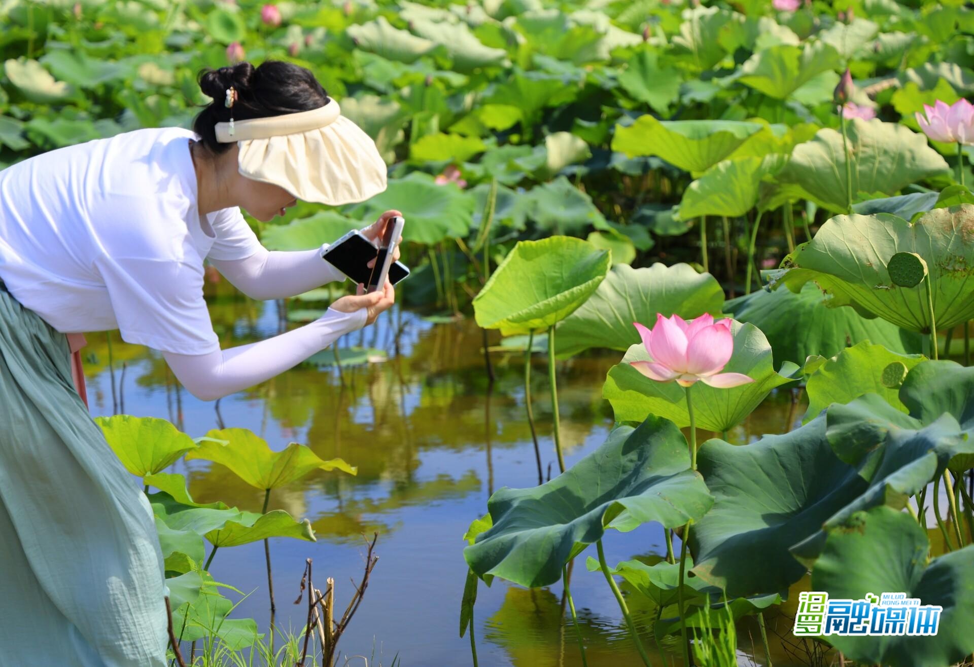  美在当“夏”！长乐镇马桥村的荷花开了