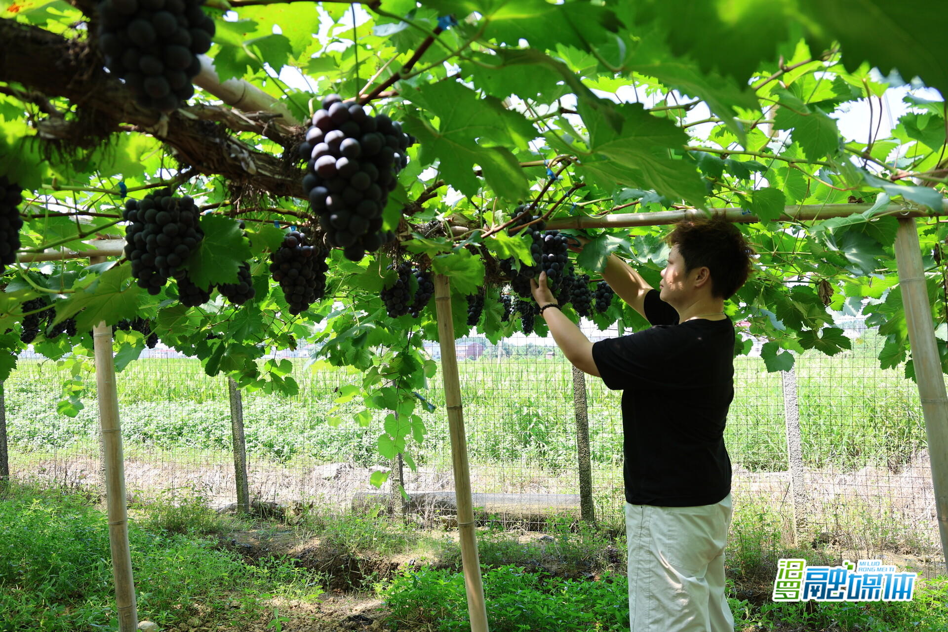 汨罗：“东方黑珍珠”缀满枝头 夏日甜蜜采摘正当时