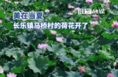 【学习强国】亲自然丨汨罗市：一池夏荷亭亭立，满塘清香徐徐来