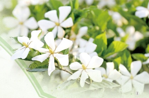 冰玉栀子满清香（一朵花读懂一座城）