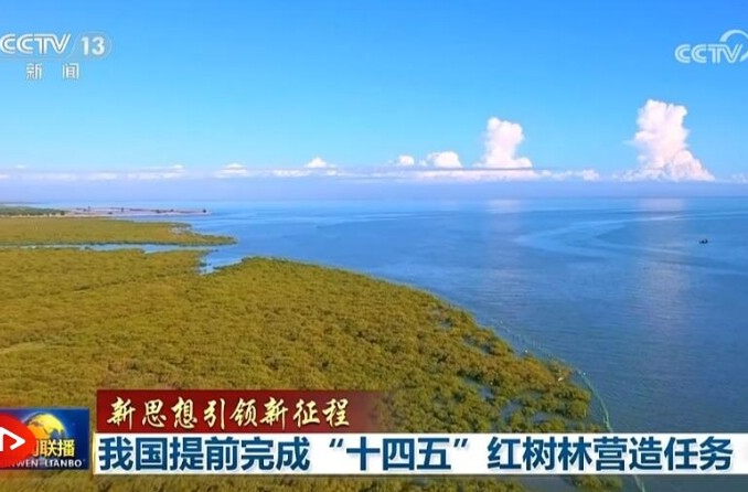 【新思想引领新征程】我国提前完成“十四五”红树林营造任务