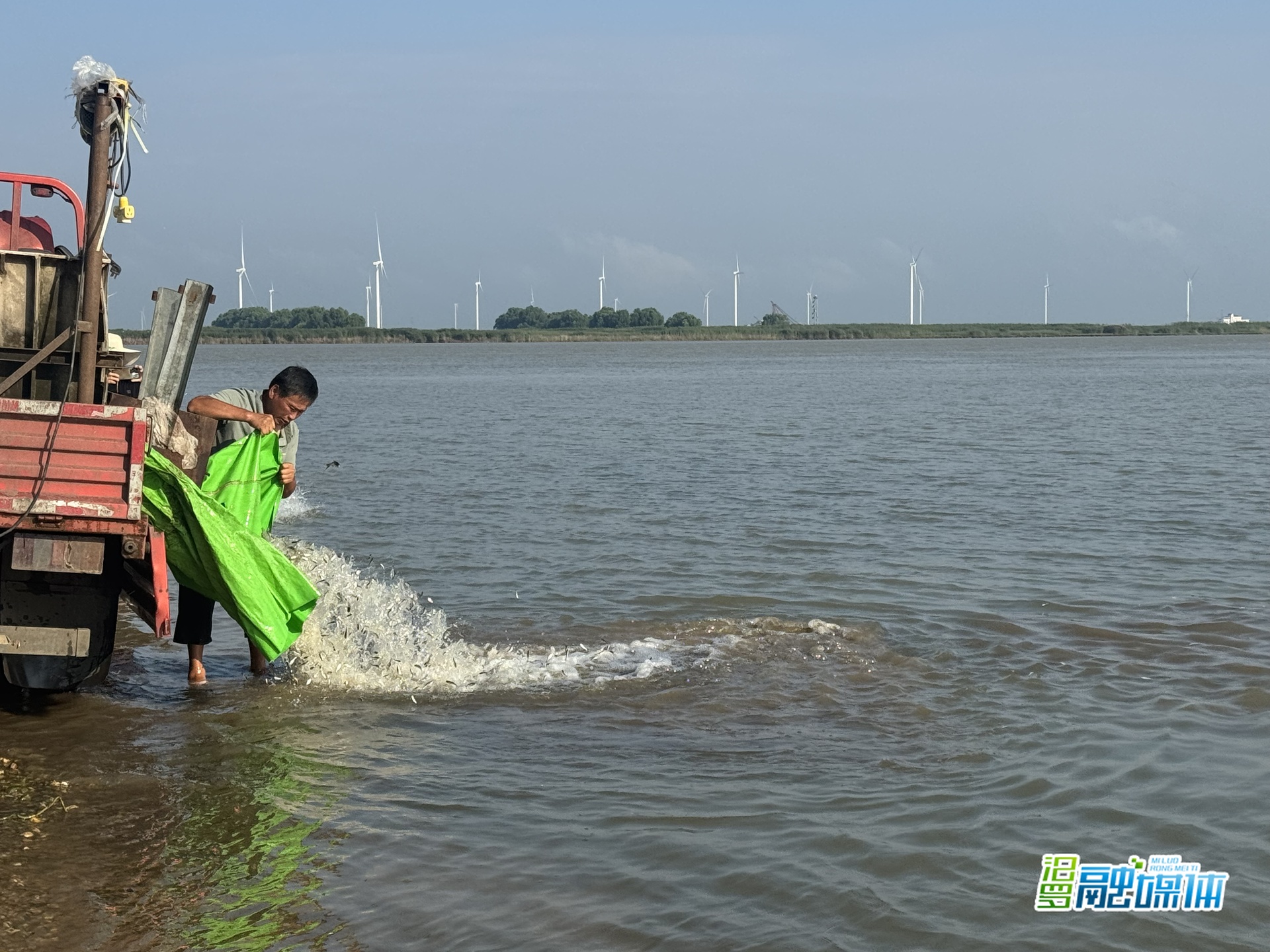 汨罗开展增殖放流活动，87万尾鱼苗“安家”湘江