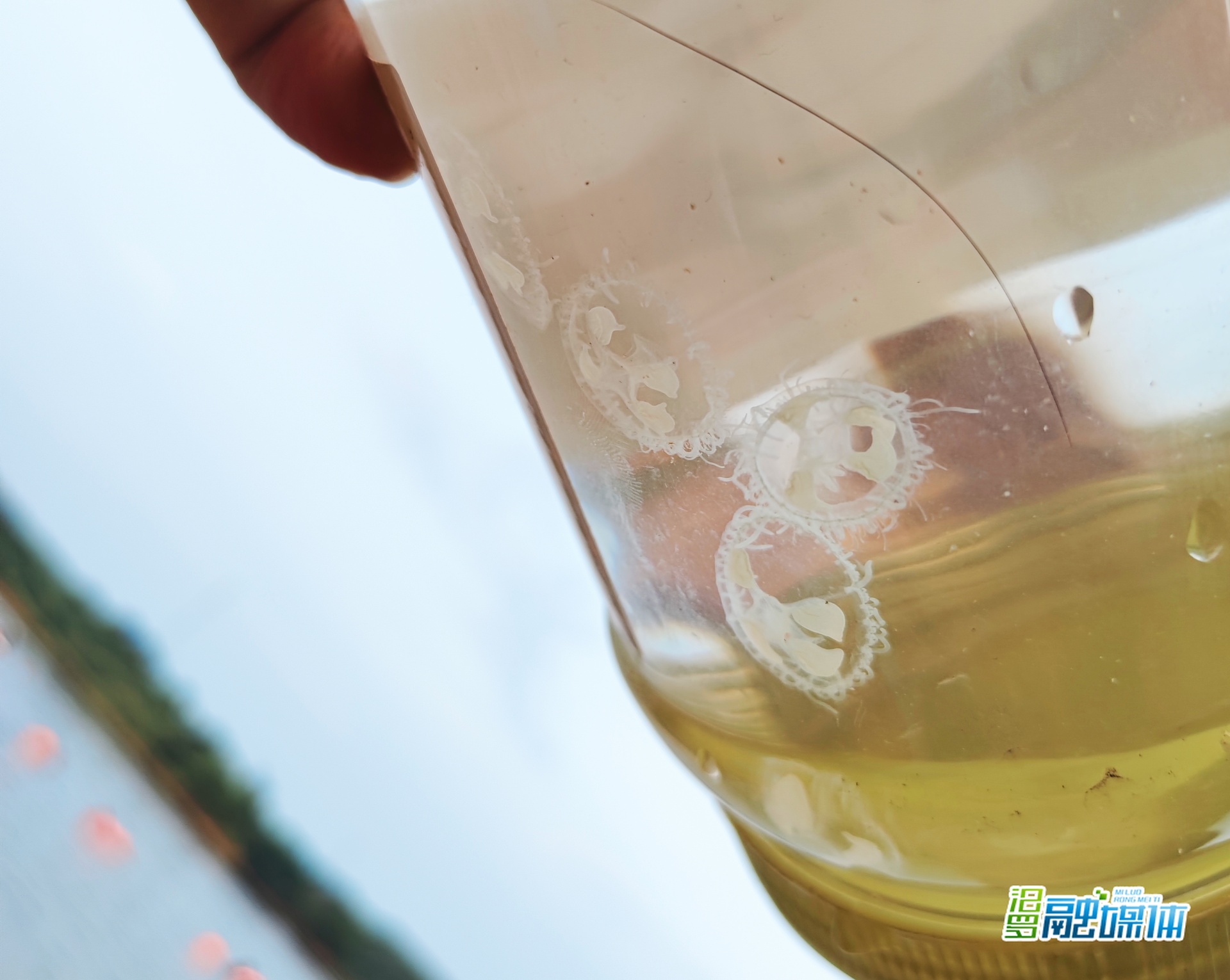 5.5亿年前的“活化石”！“水中大熊猫”桃花水母再现汨罗