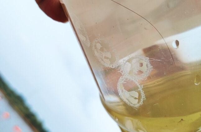 【中国新闻网】“水中大熊猫”桃花水母再现湖南汨罗