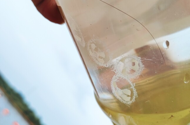 【新湖南】5.5亿年前的“活化石”！“水中大熊猫”桃花水母再现汨罗