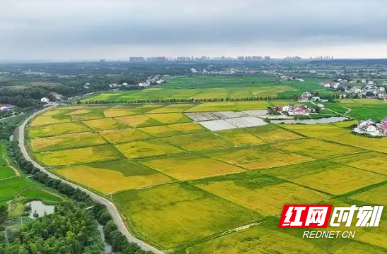 【红网时刻】朱平波：以五个“汨码”打造国家首批乡村振兴示范样板