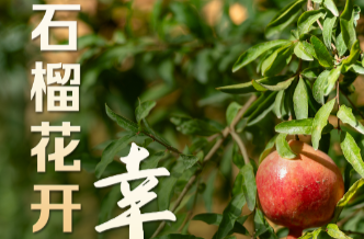 天天学习｜石榴花开幸福长