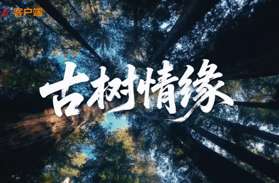 文脉华章 | 微视频《古树情缘》