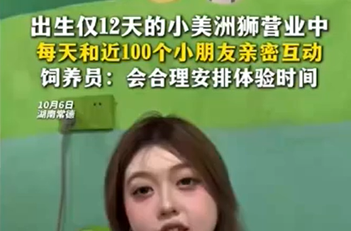 出生仅12天的小美洲狮营业中 每天和近100个小朋友亲密互动 饲养员：会合理安排体验时间