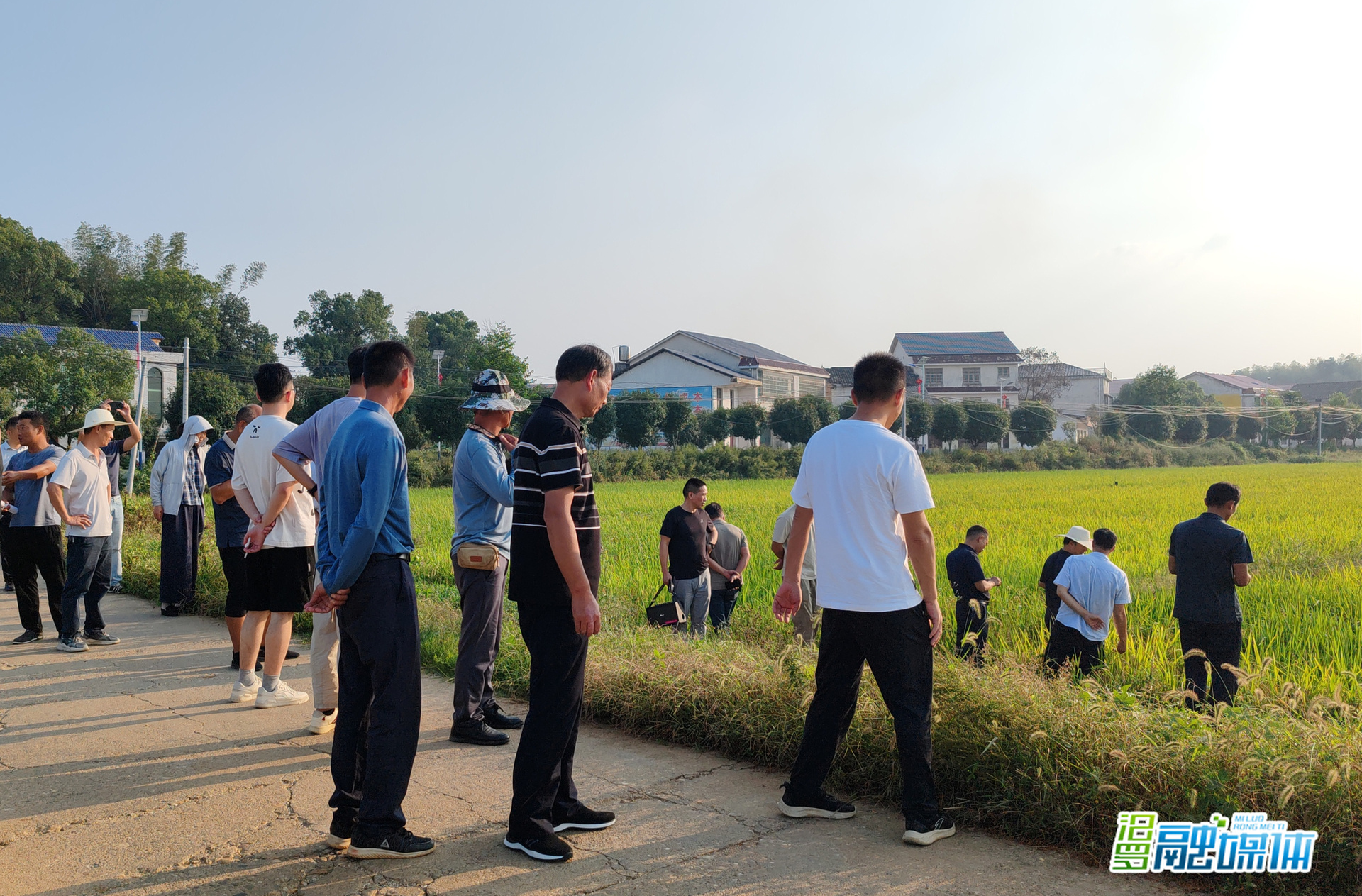 汨罗：田间课堂助推粮油大面积单产提升