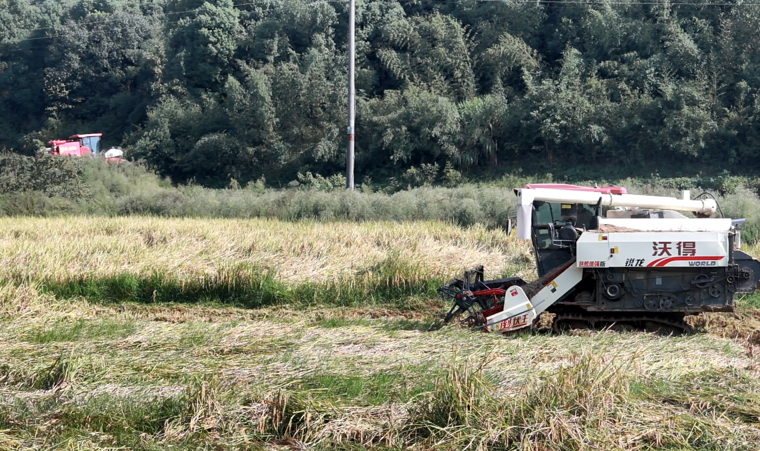 晴日抢收，烘干保粮！ 罗江打响晚稻“归仓战”