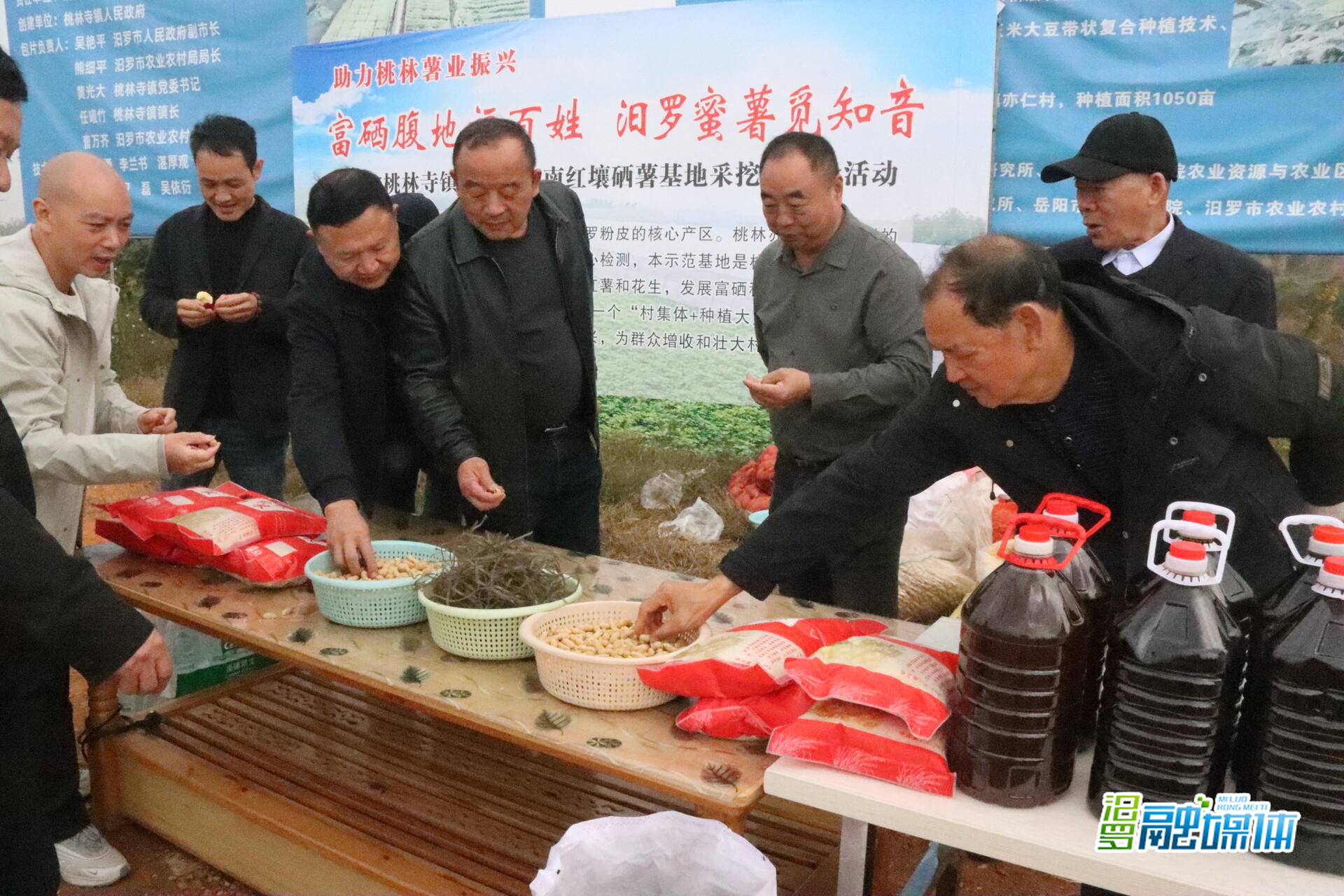 江南红壤掘“金薯”  桃林寺镇亦仁村“蜜”制乡村振兴路