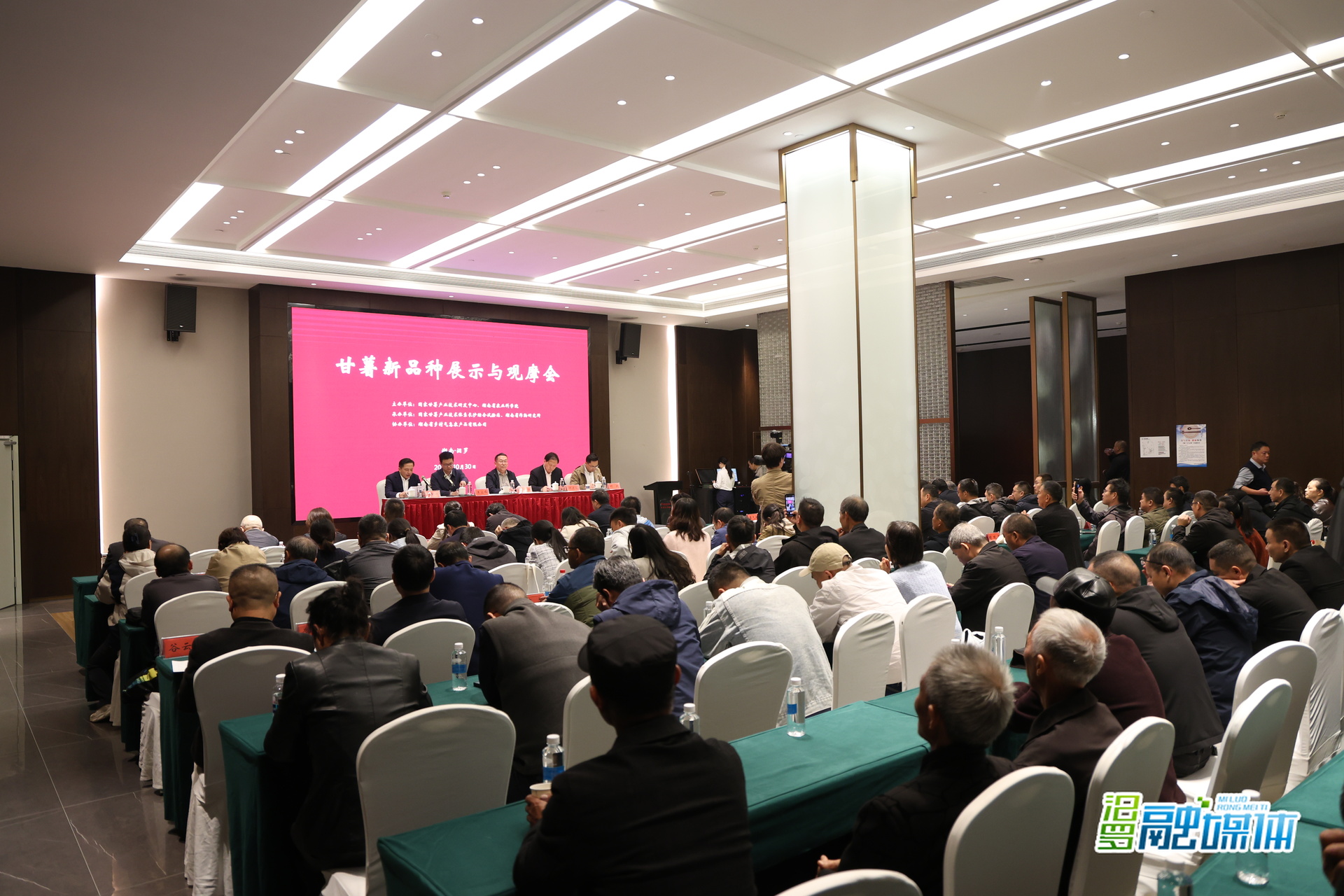 全国甘薯“优等生”汨罗同台打擂 助力产业升级