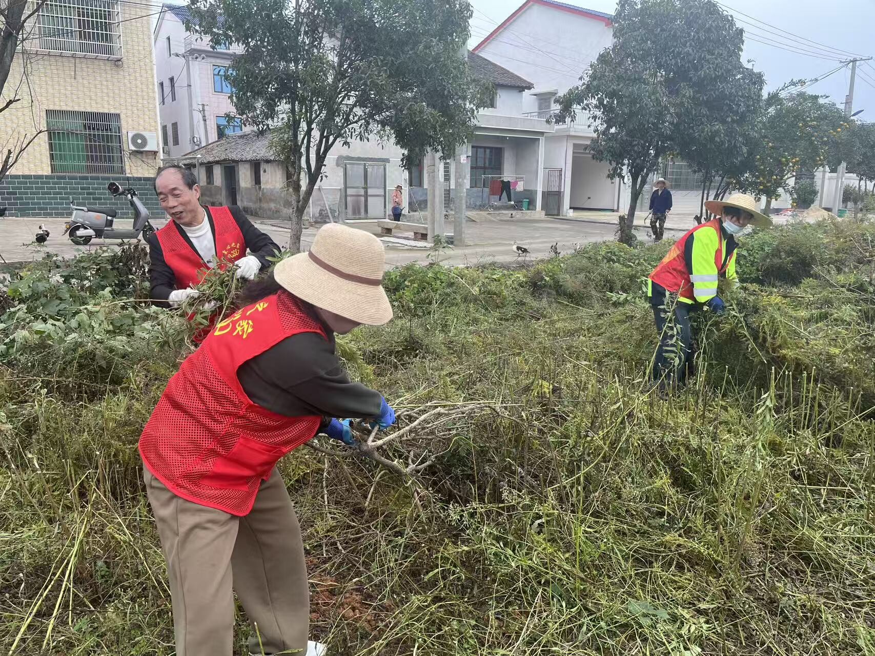 清除生态害草，守护美丽家园 石桥坝社区志愿者在行动