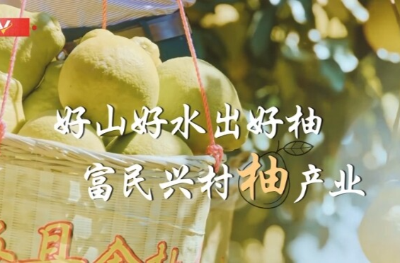习近平广东行丨富民兴村“柚”产业——走进南福金柚种植基地