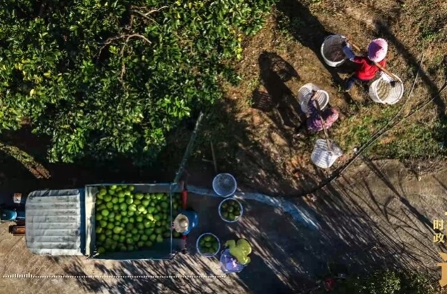 时政画说丨柚见丰年