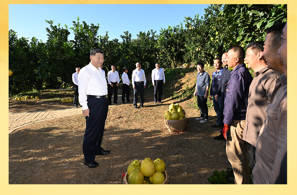 第一观察·瞬间｜黄澄澄的柚子，沉甸甸的牵挂