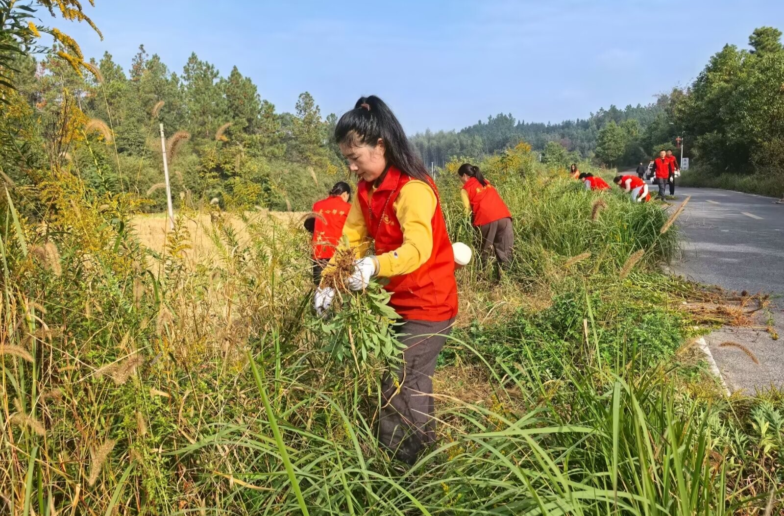 “志愿红”守护“生态绿”  汨罗110余名志愿者集中围剿“加拿大一枝黄花”