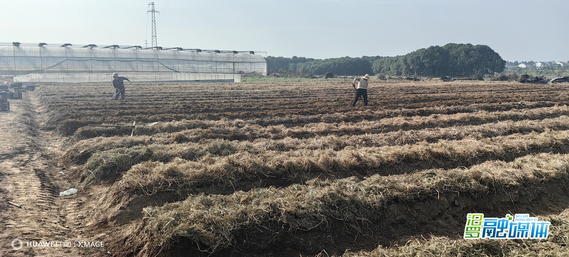 汨罗长乐：“稻菌轮作”激活冬闲田 秸秆循环长出“生态菇”