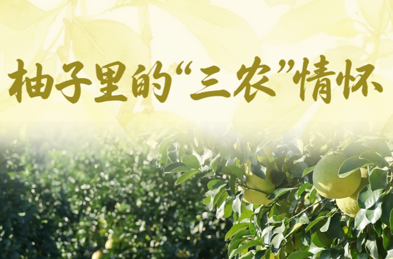 一见·柚子里的“三农”情怀