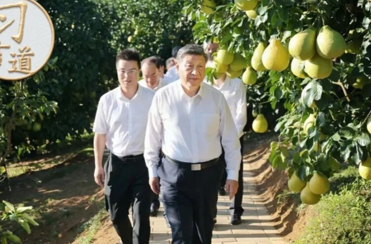 习言道｜从荔枝园到柚子园，习近平不变的牵挂