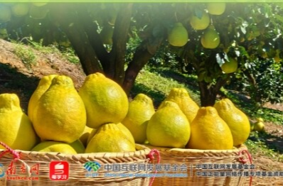 学习时节｜从荔枝到金柚，总书记的甜美祝愿