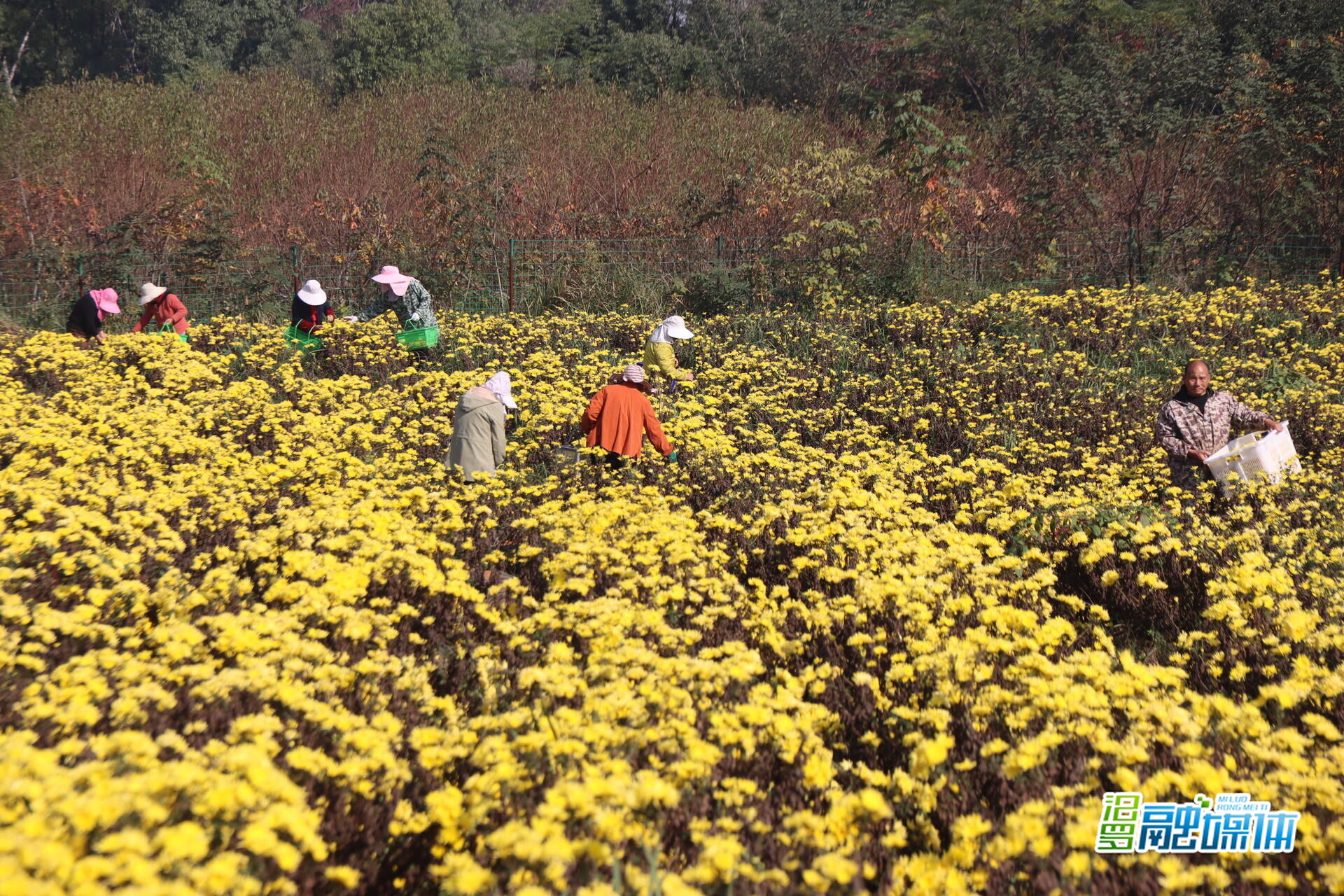 20亩金丝皇菊绽放“美丽经济”，汨罗镇九雁村催生“金色”产业链