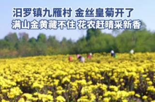 【学习强国】百灵丨汨罗市：金丝皇菊开遍山，金黄秋色入画来