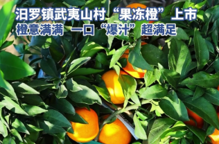 【学习强国】农民丰收丨汨罗市汨罗镇：丰收橙园，香溢满枝