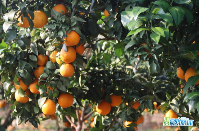 【新湖南】从撂荒地到“爆汁”果冻橙基地，汨罗武夷山村这片果园迎来丰收