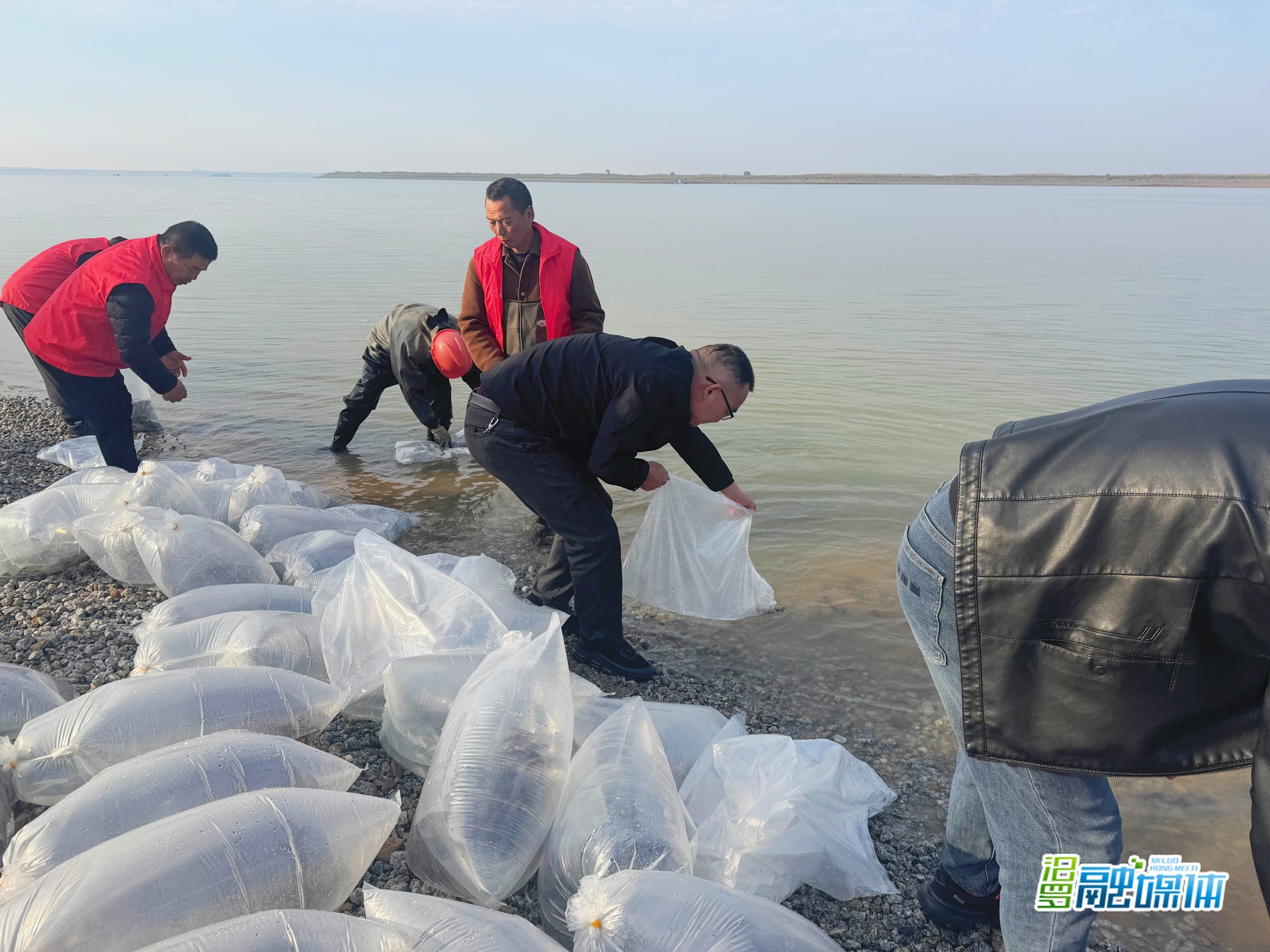 汨罗开展增殖放流活动，约40万尾鱼苗欢跃湘江