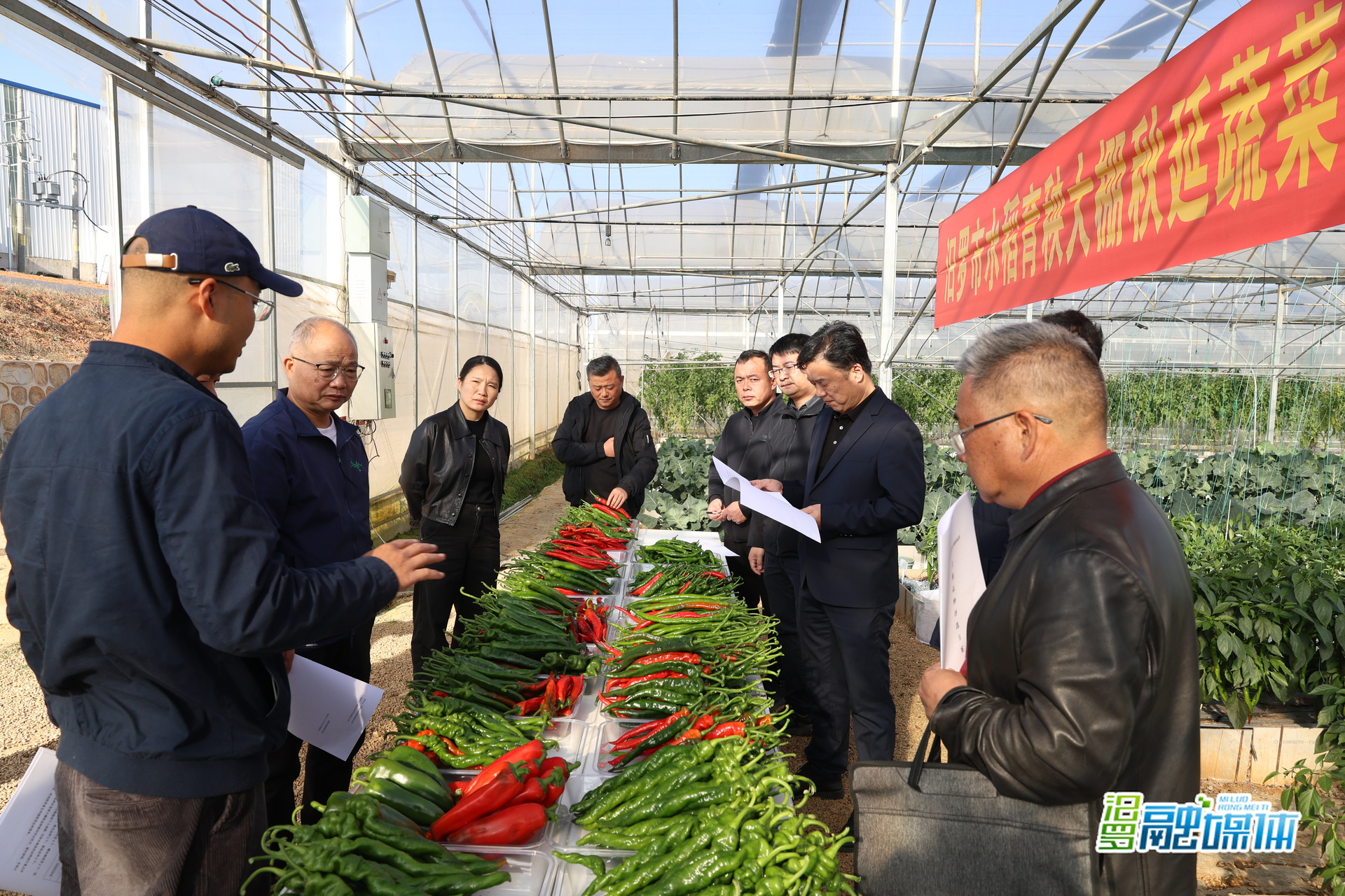 汨罗水稻育秧大棚“闲时”生金 秋延蔬菜主推品种权威发布