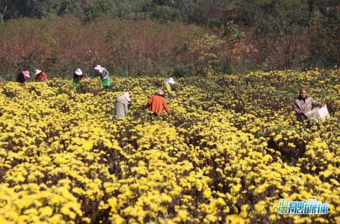 【新湖南】小小皇菊如何“开”出40万年产值？探秘汨罗这个“黄金”村