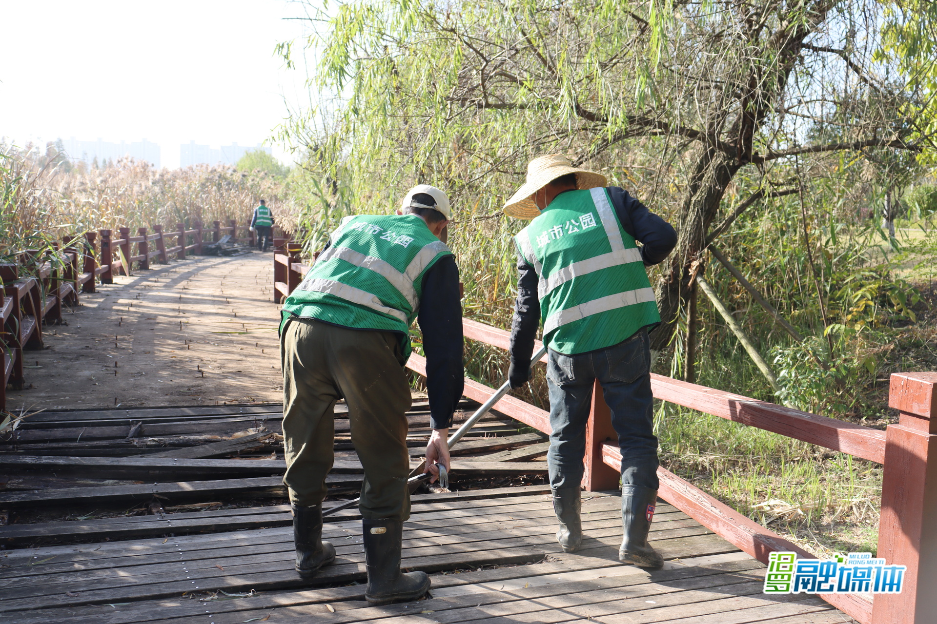 告别“步步惊心”！汨罗屈子生态湿地公园木栈道升级