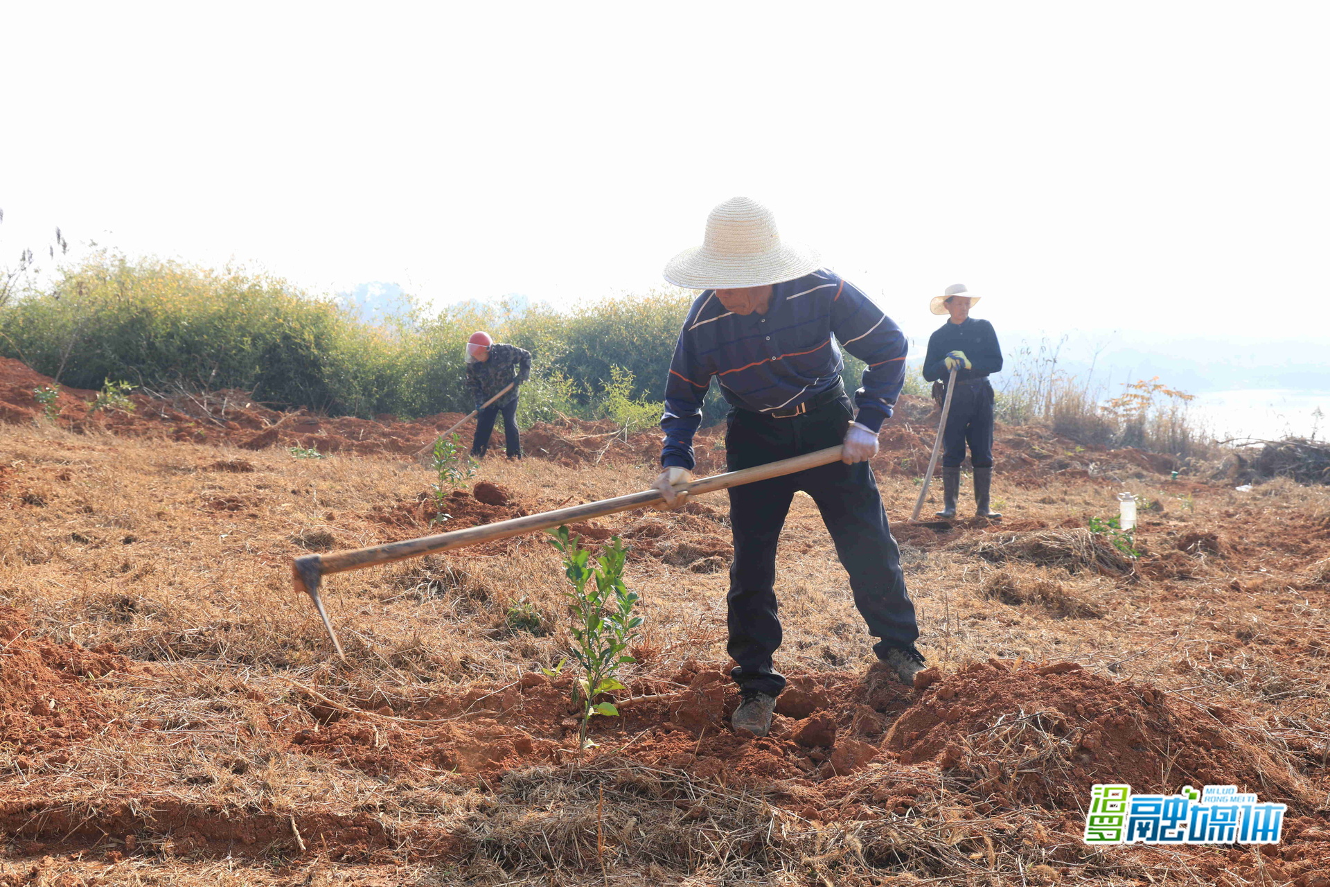 栽下“黄金苗”，绘就新“钱”景！桃林寺镇3000亩金盆柚种植启动